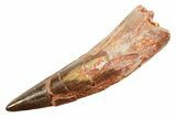 Fossil Spinosaurus Tooth - Real Dinosaur Tooth #362927-1